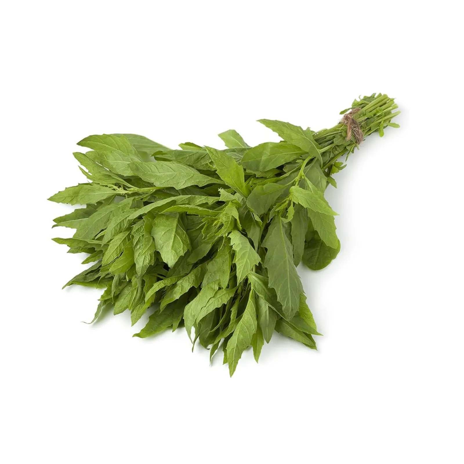 Epazote (manojo)