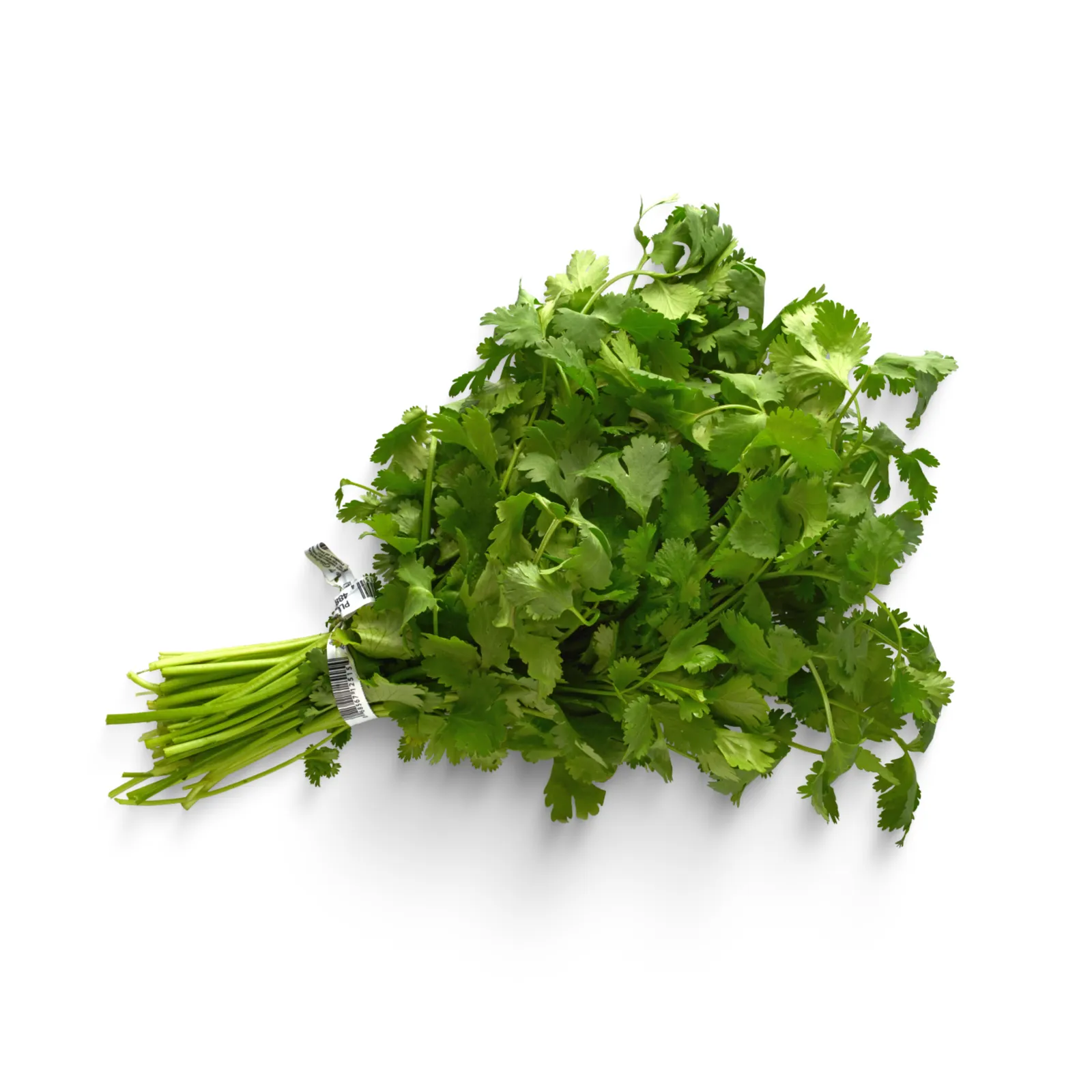 Cilantro (manojo)