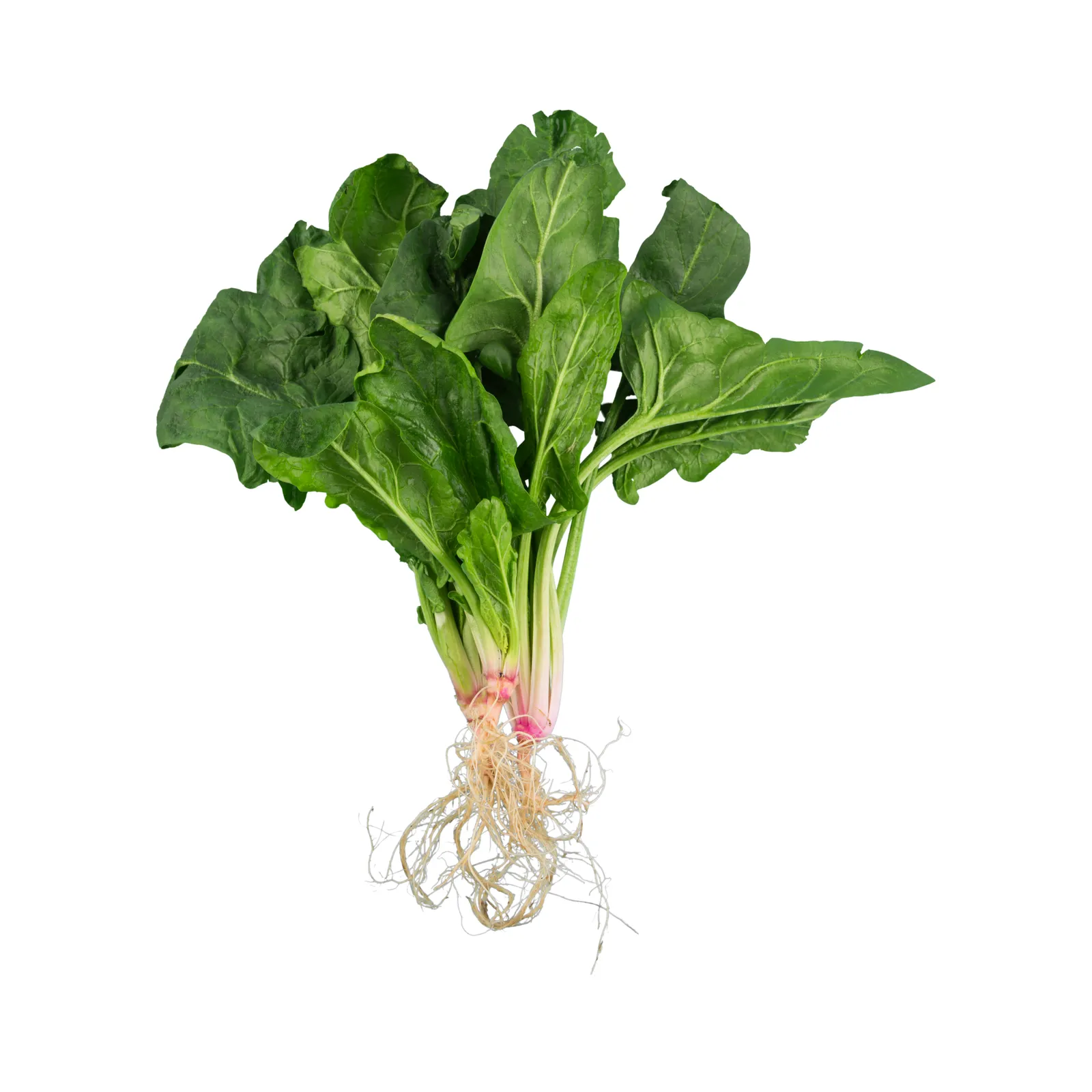 Espinaca (manojo)