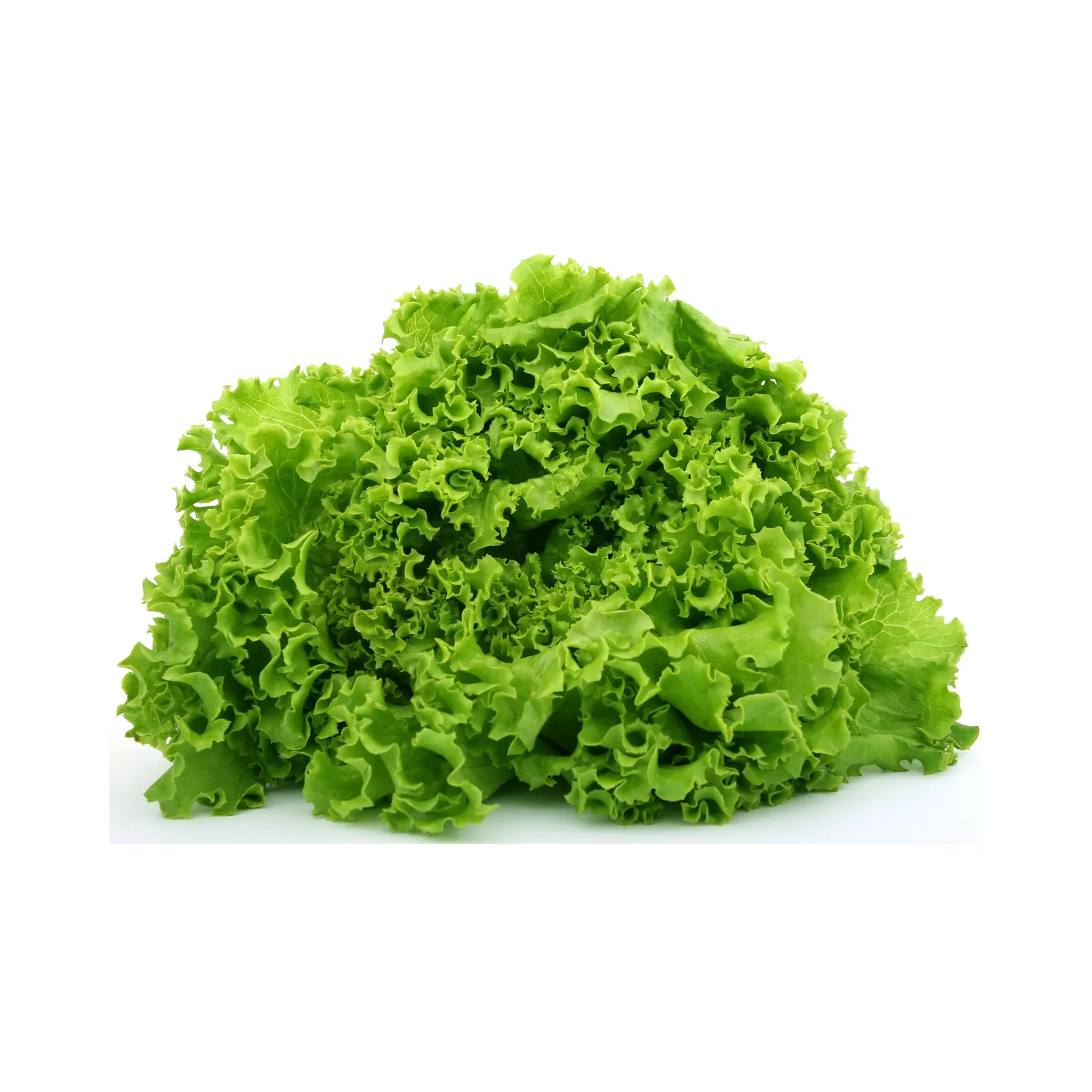Lechuga italiana (pieza)