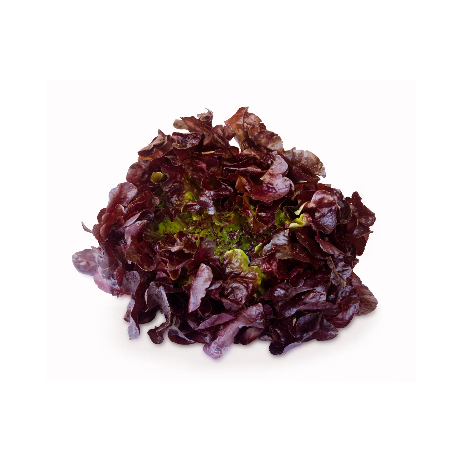 Lechuga sangría (pieza)