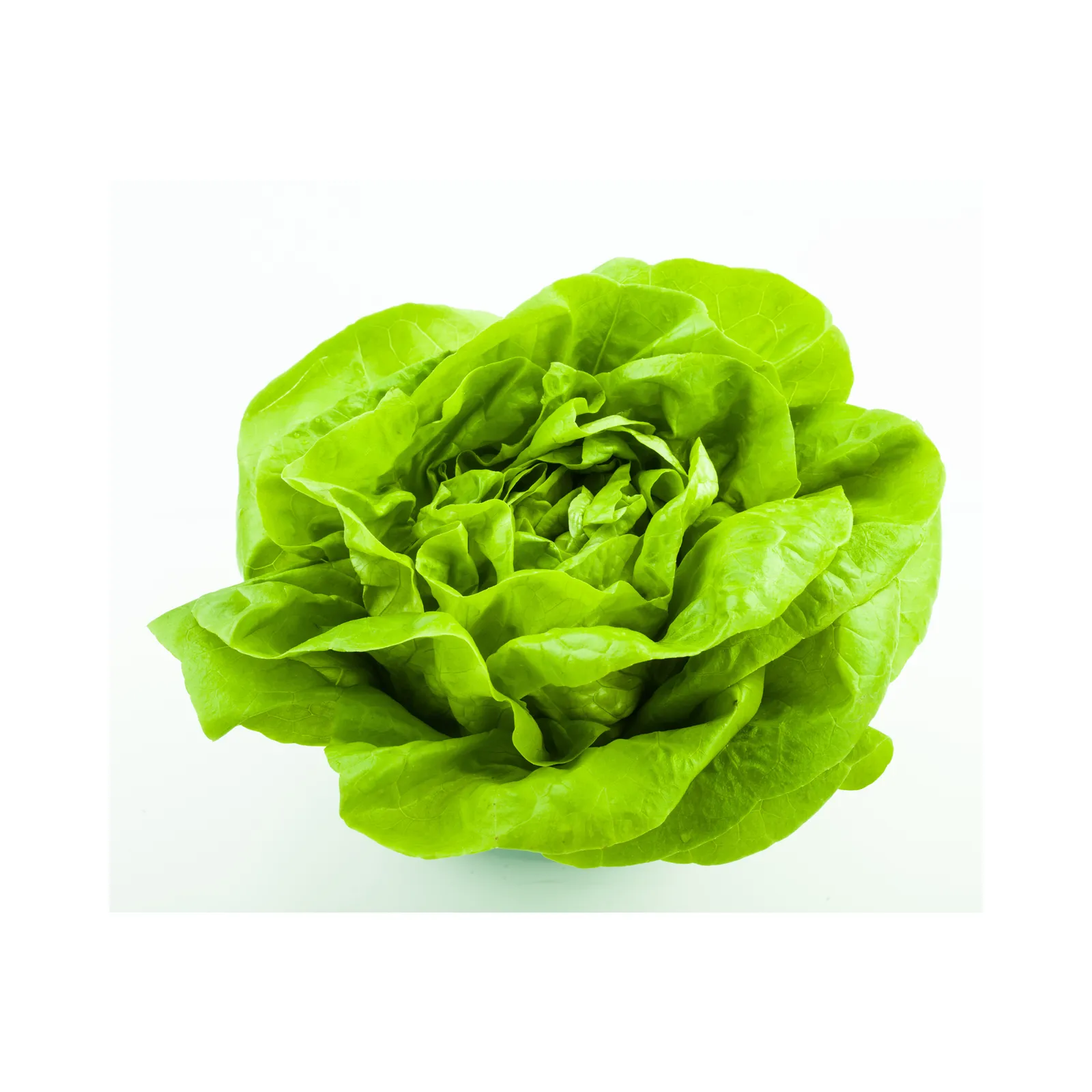 Lechuga francesa (pieza)